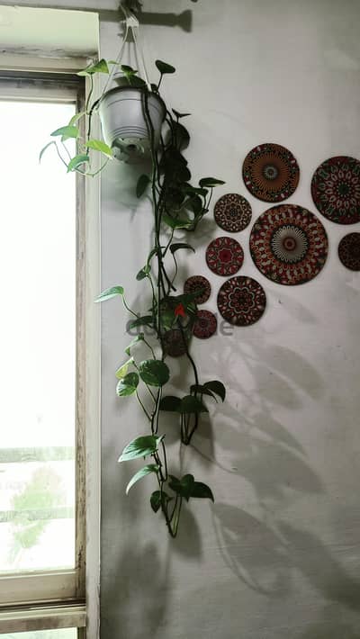money plant