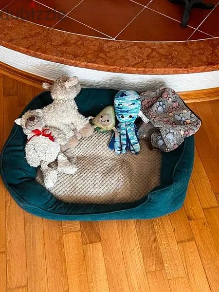 cute puppies for adoption 1
