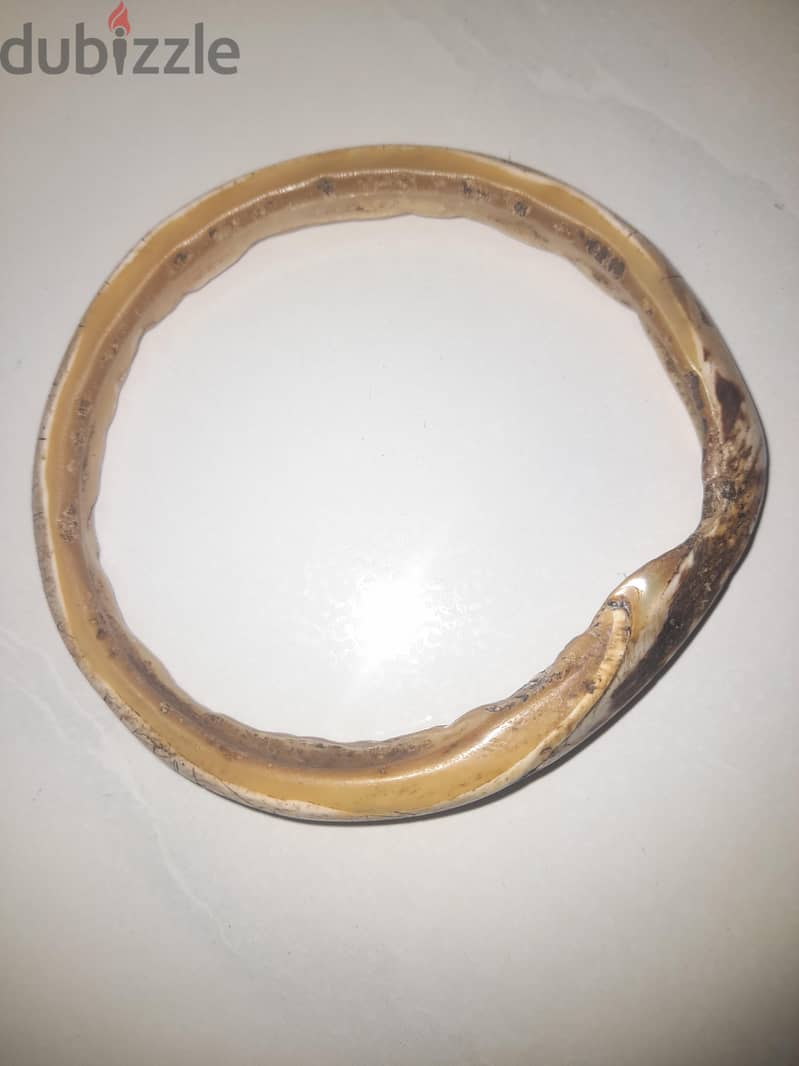 سوار جميل عمره 1556 عامًا 1