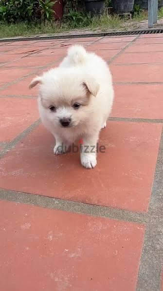 cute puppies for adoption