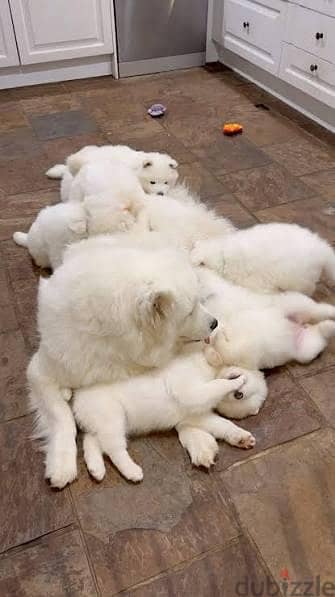 cute puppies for adoption 1