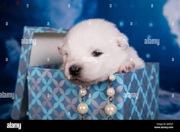cute puppies for adoption 2