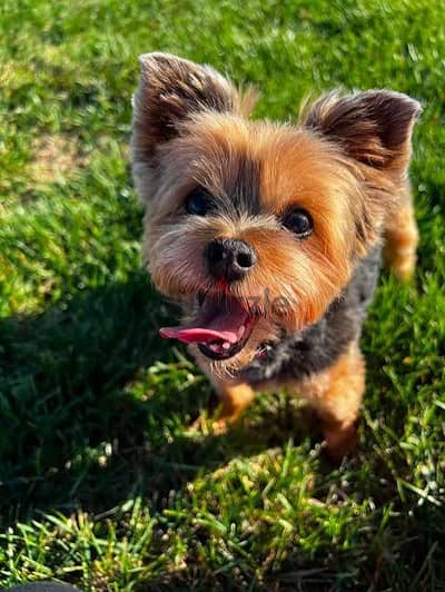 cute puppies for adoption