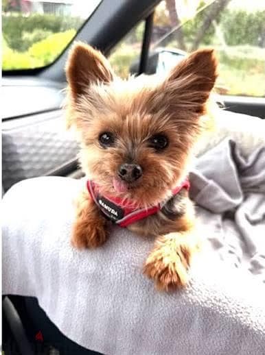 cute puppies for adoption 1