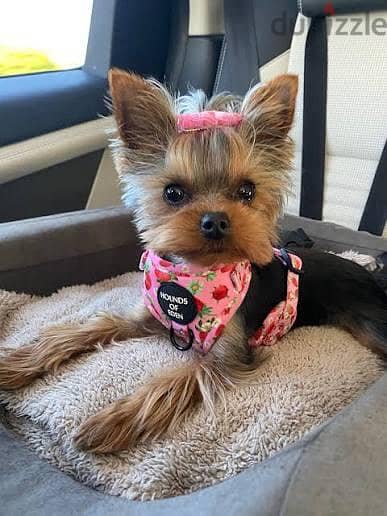 cute puppies for adoption 2