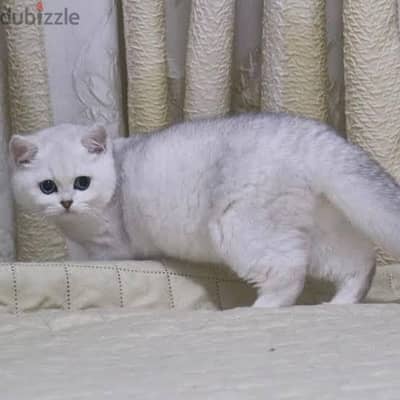 cute cats for adoption