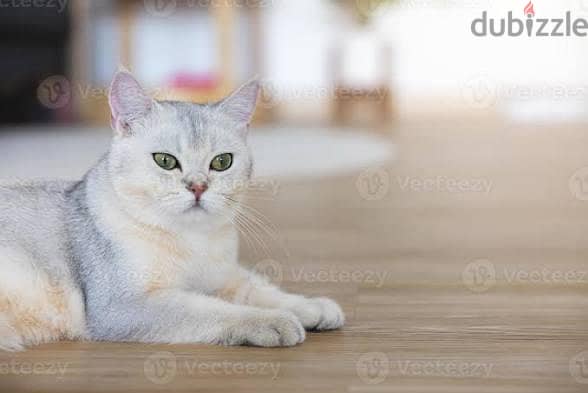 cute cats for adoption 1