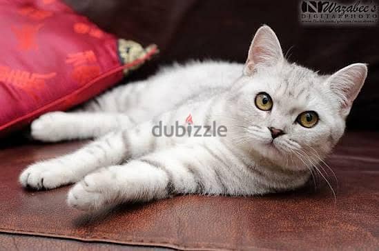 cute cats for adoption 2