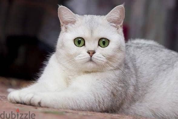 cute cats for adoption 3