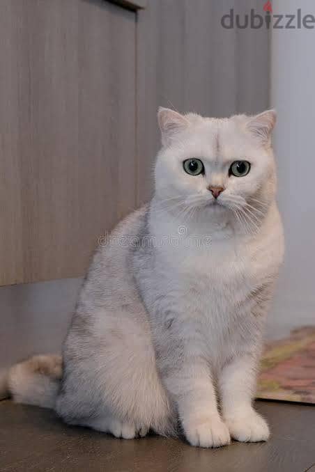 cute cats for adoption 4