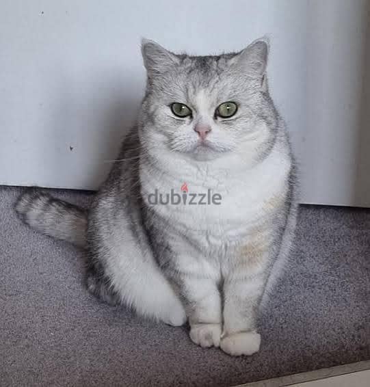 cute cats for adoption 5
