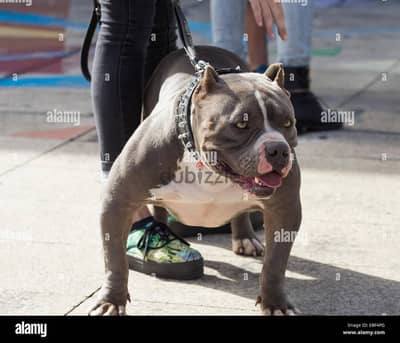 cute bulldog for adoption