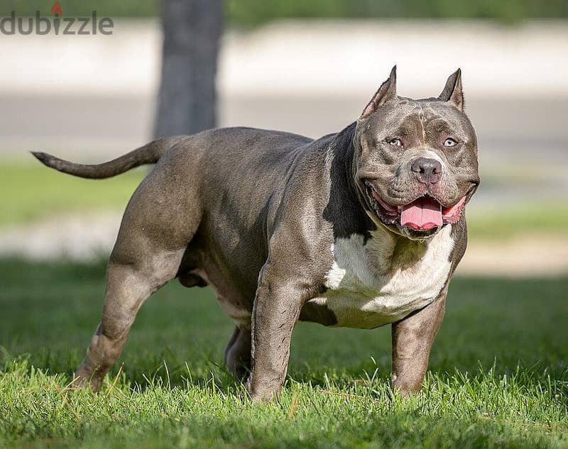 cute bulldog for adoption 1