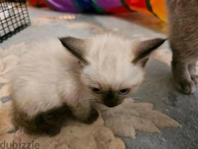 Persian kittens for sale