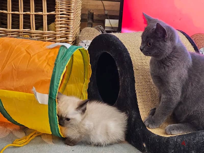 Persian kittens for sale 1