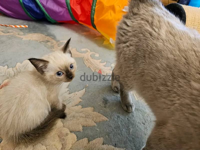 Persian kittens for sale 2