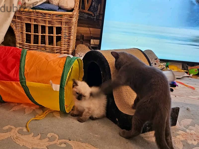 Persian kittens for sale 3