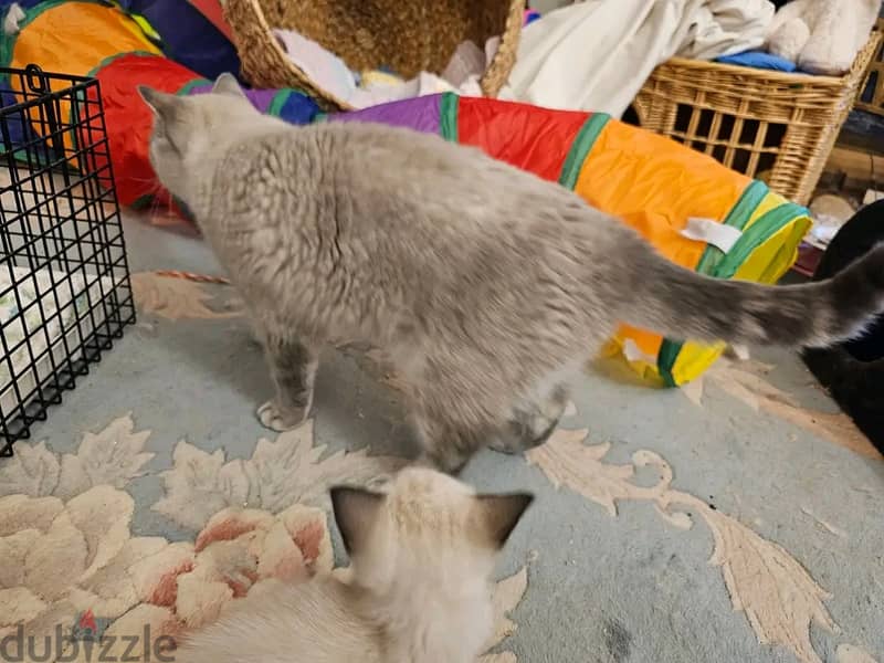 Persian kittens for sale 4