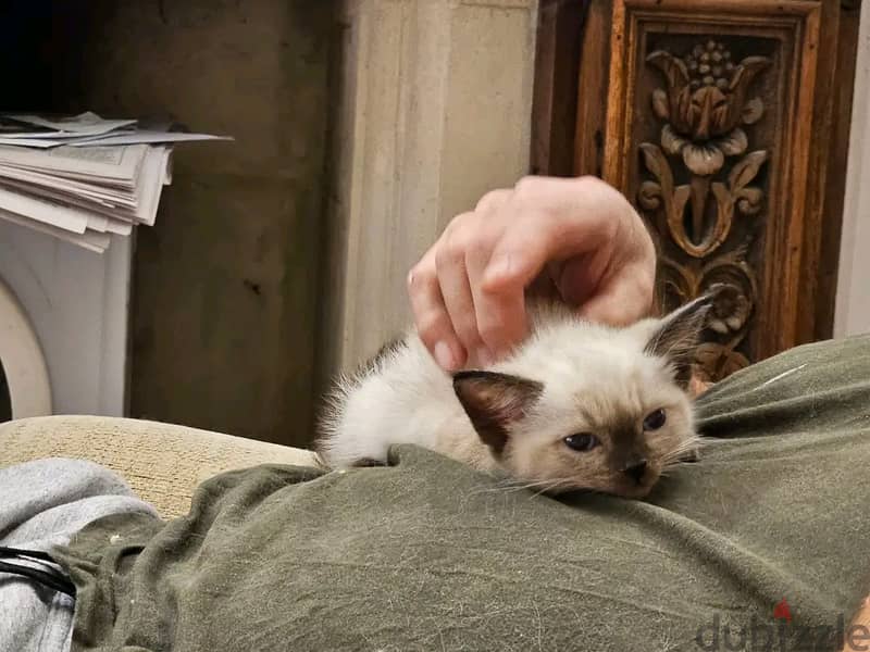 Persian kittens for sale 5