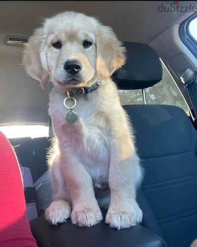 Golden retriever puppy free for adoption