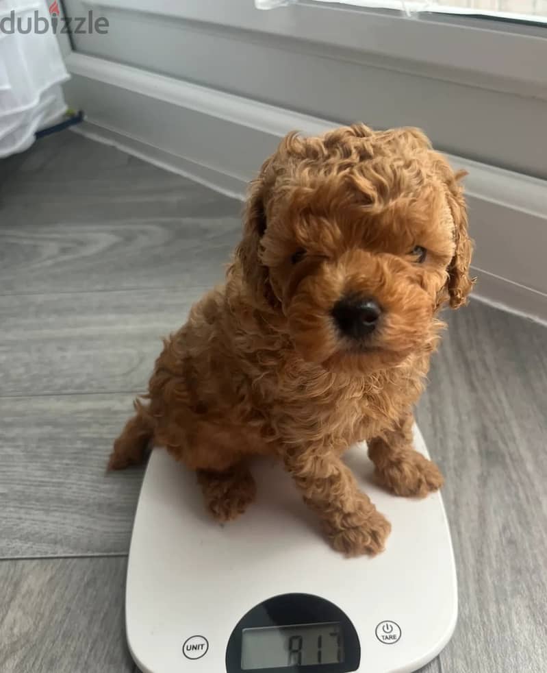 Whatsapp at +966 (583)921348//Toy Poodle Puppies 1