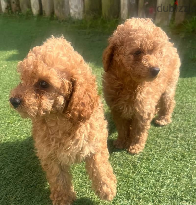 Toy Poodle Puppies//Whatsapp at +966 (583)921348 1