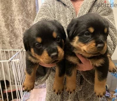 Rottweiler Puppies//Whatsapp Me (+966)5889933-20