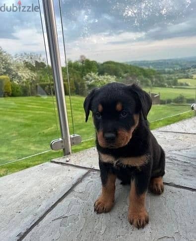 Rottweiler Puppies//Whatsapp Me (+966)5889933-20 1