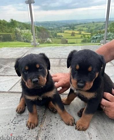 Whatsapp Me (+966)5889933-20//Rottweiler Puppies