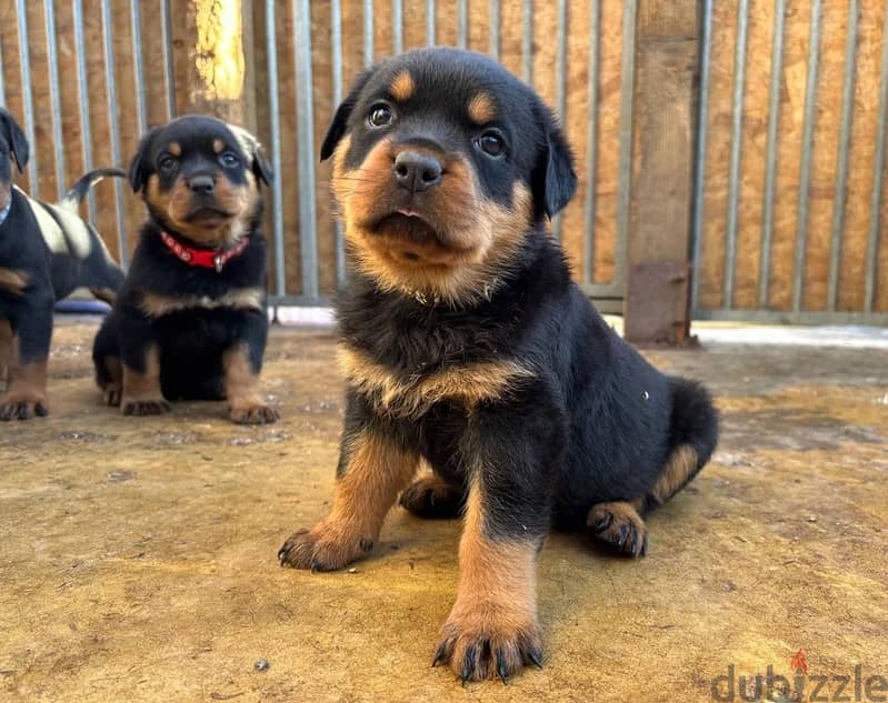 Whatsapp Me (+966)5889933-20//Rottweiler Puppies 1