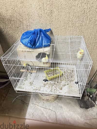Cockatiels birds
