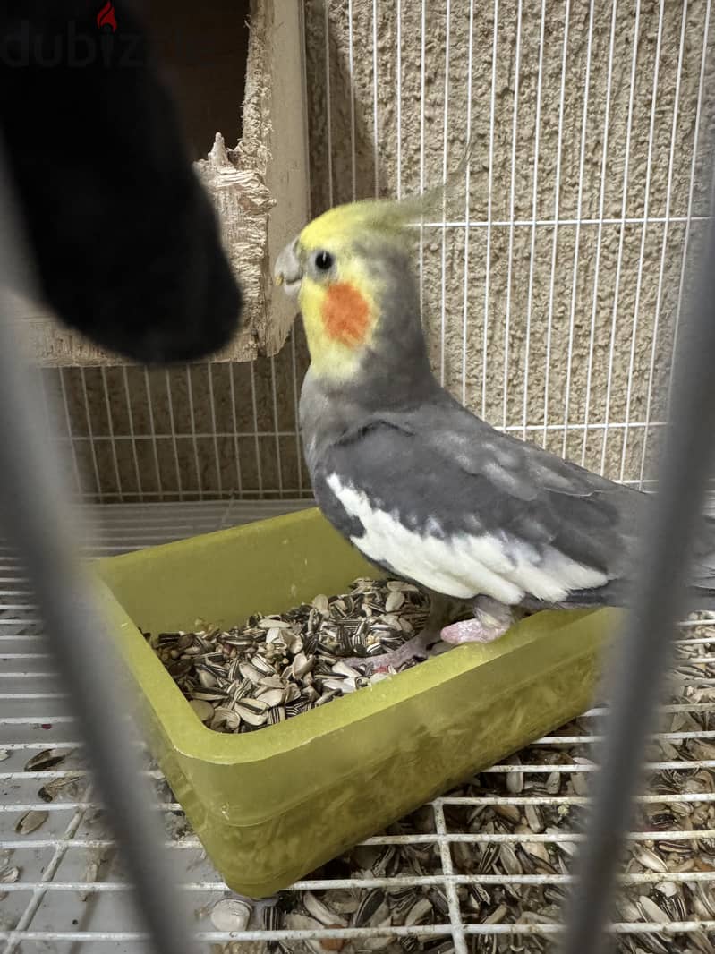 Cockatiels birds 1