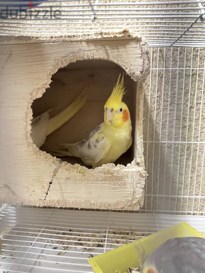 Cockatiels birds 2