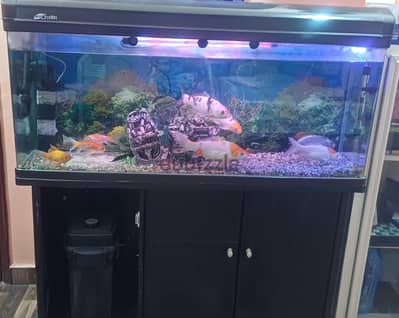 Fish tank with fishes for sale