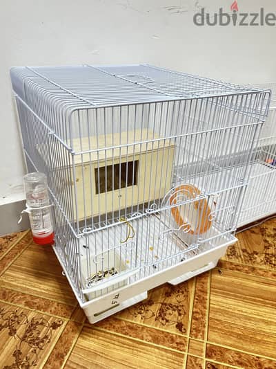 Hamster for sale