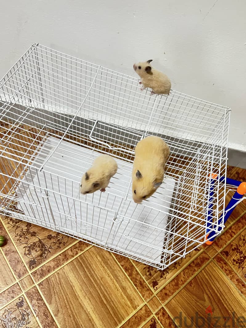 Hamster for sale 1