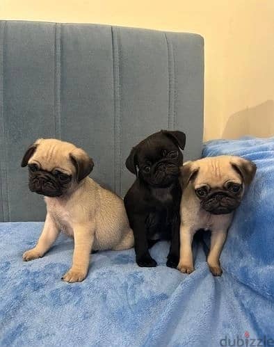 Pug Puppies//Whatsapp Me +966 (583)921348