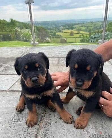 Rottweiler Puppies//Whatsapp Me (+966) 588993320
