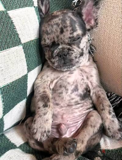 Adorable French bull dog