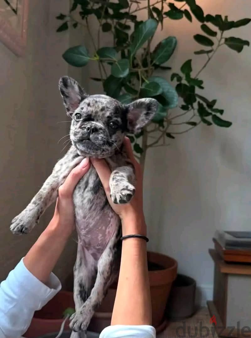 Adorable French bull dog 1