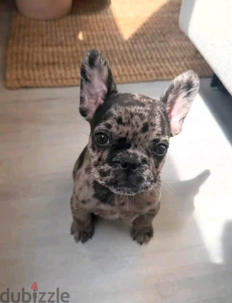 Adorable French bull dog 2