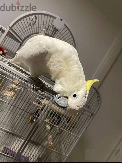 Umbrella Cockatoos//Whatsapp Me (+966) 588993320 1