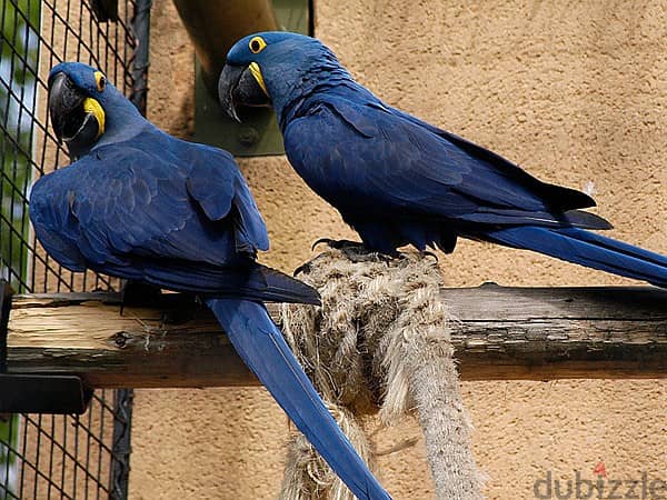 Hyacinth Macaws//Whatsapp Me +966 (583)921348 1