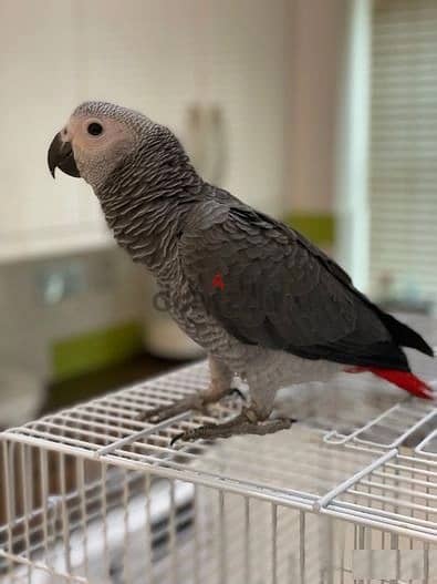 Whatsapp Me (+966) 588993320//African Grey Parrots 1