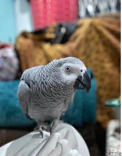 African Grey Parrots//Whatsapp Me (+966) 588993320 1