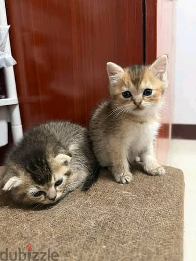 Scottish×Persian kitten ready for rehoming.