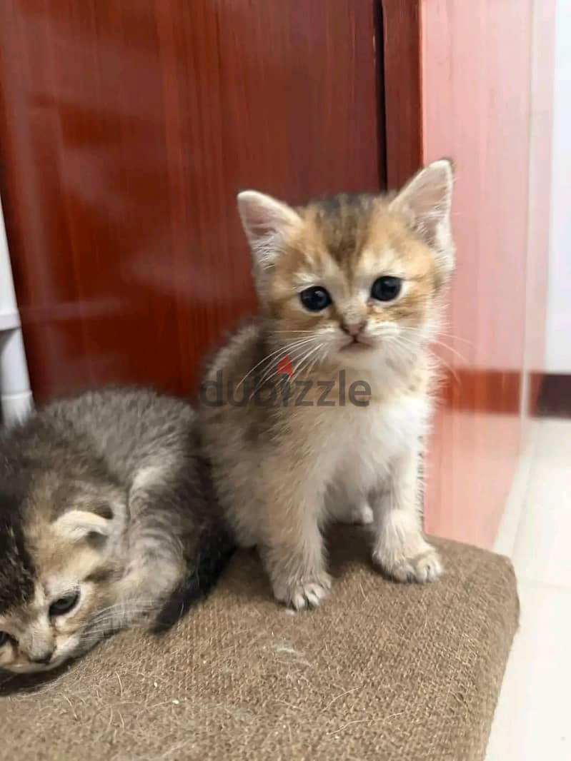 Scottish×Persian kitten ready for rehoming. 1