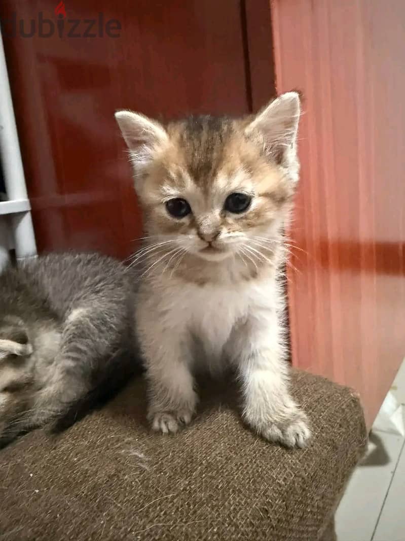 Scottish×Persian kitten ready for rehoming. 2