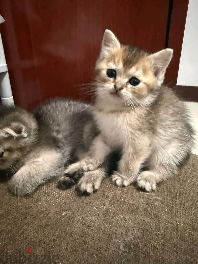 Scottish×Persian kitten ready for rehoming. 3