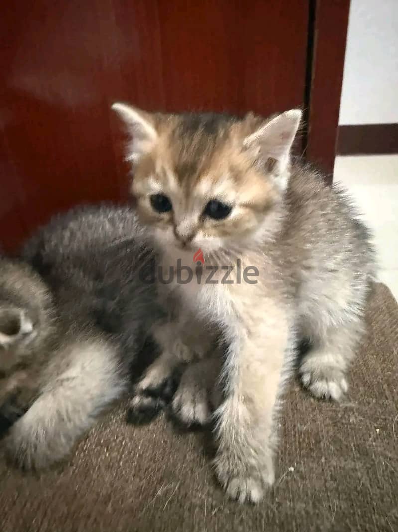 Scottish×Persian kitten ready for rehoming. 4
